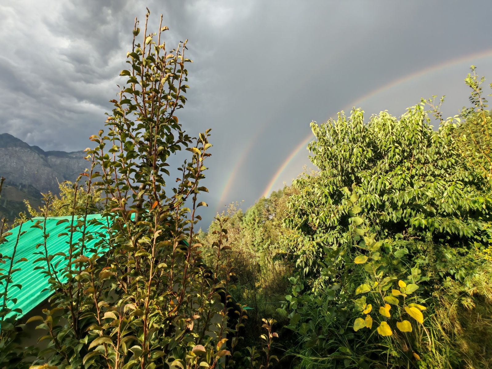 The pear tree and the second bow